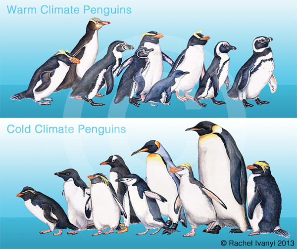 Penguins of the World by Rachel Ivanyi, AFC