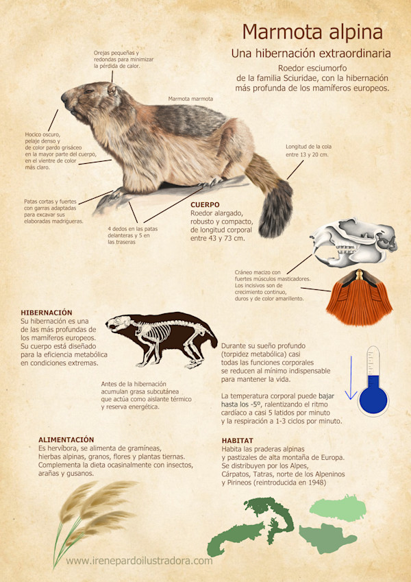 Alpine marmot by Irene Pardo, Image 1.