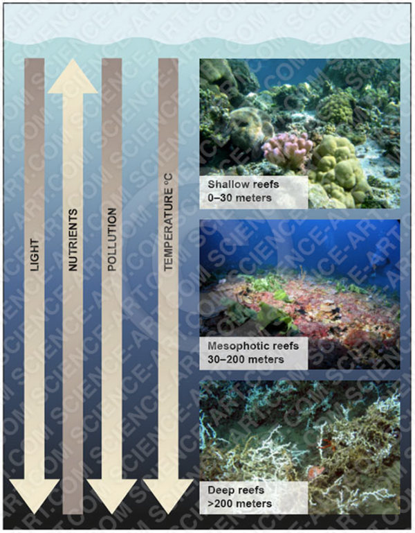 Corals: mesophotic reef comparison by Betsy Boynton