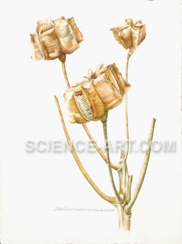 Fritillaria raddiana capsules by Richard Rauh