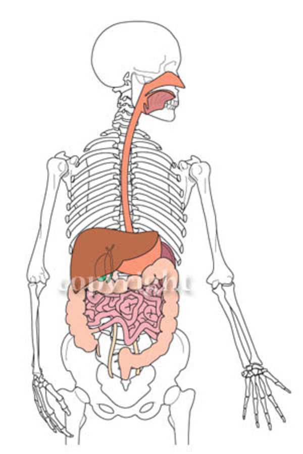 Digestive Organs by Lisa Wable