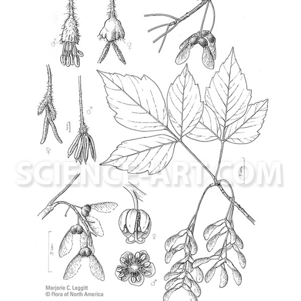 Maples for Flora of North America by Marjorie Leggitt
