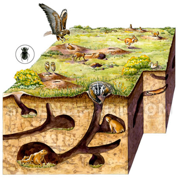 Prairie Dog (Cynomys) Ecosystem by Marjorie Leggitt