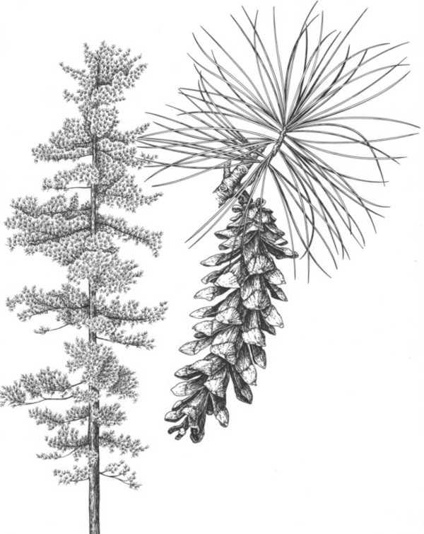 White Pine Tree by Margaret Garrison