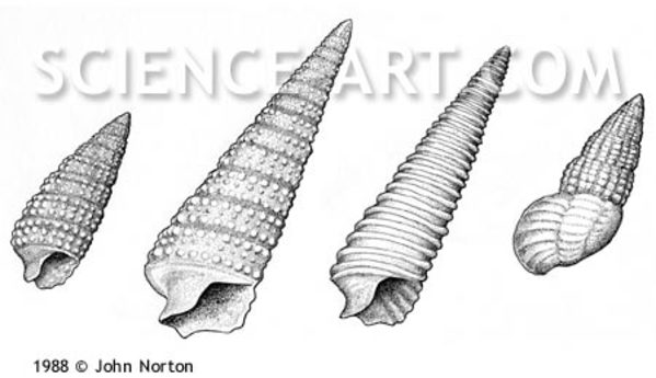 Mollusk Shells by John Norton