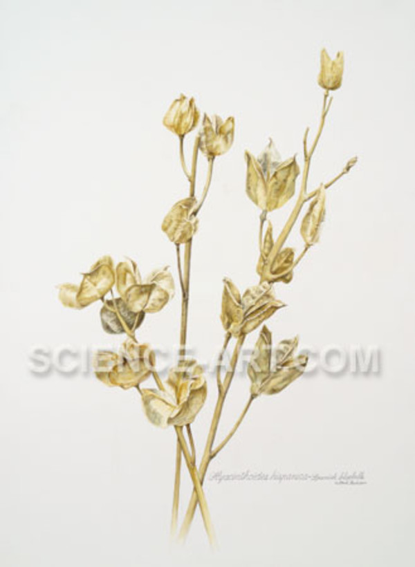 Hyacinthoides hispanica capsules by Richard Rauh