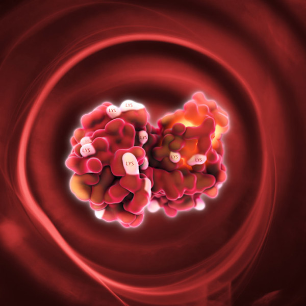Lysozyme protein illustration by Dr Jon Heras