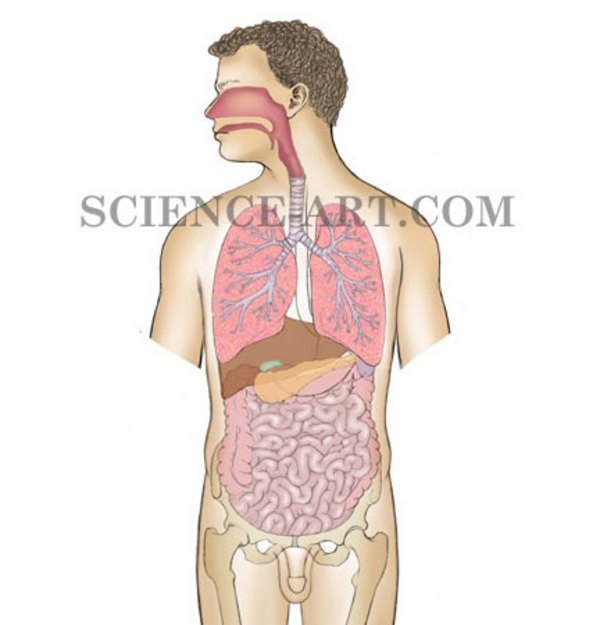 Respiratory System Anatomy by Taina Litwak
