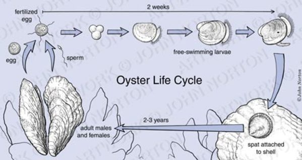 Oyster Life Cycle Illustration by John Norton