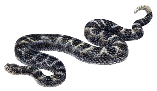 AZ Black Rattlesnake by Rachel Ivanyi, AFC
