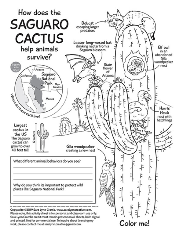 Saguaro Cactus Activity Page by Sara Cramb