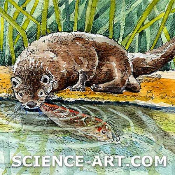 River Otter (Lutra canadensis) by Marjorie Leggitt