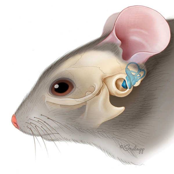 Mouse ear by Chris Gralapp