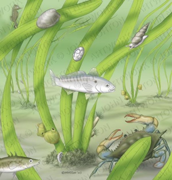 Eel Grass Bed Ecology by John Norton