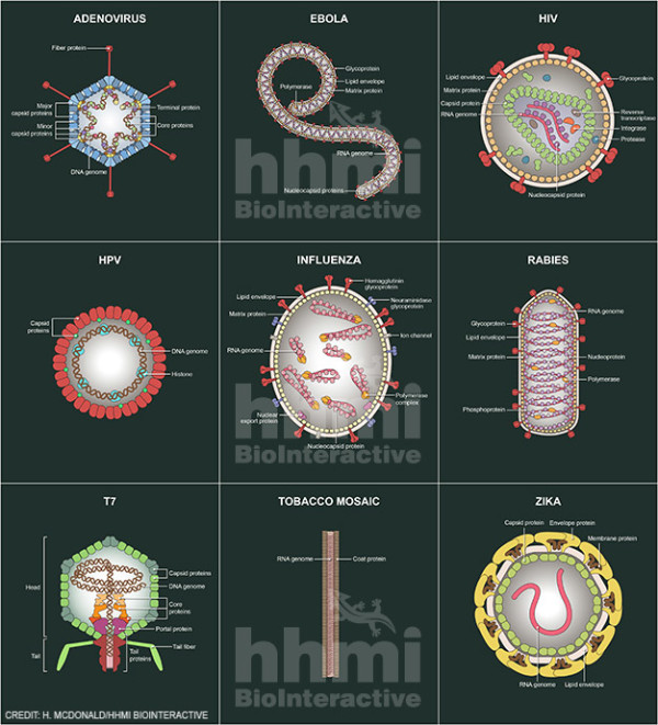 Viral cross sections by Heather McDonald