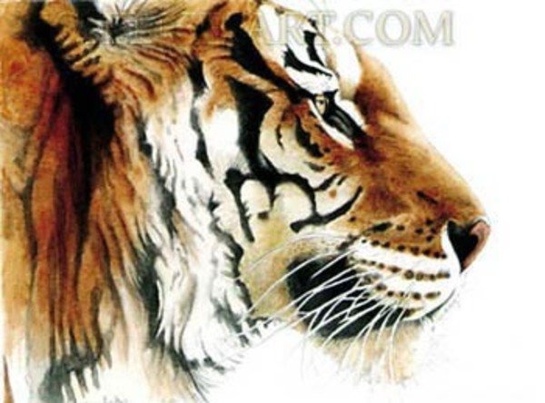 Siberian Tiger (Panthera tigris) by Marjorie Leggitt