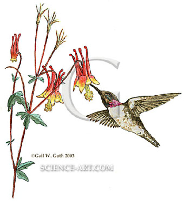 Hummingbird and Columbine by Gail Guth