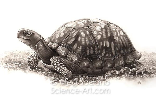 Eastern Box Turtle by Meg Sodano