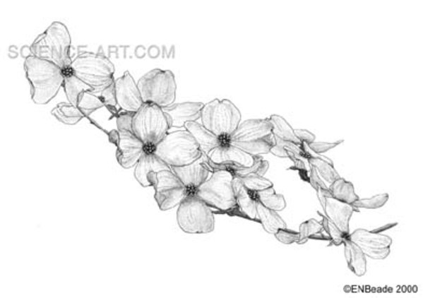 Flowering Dogwood (Cornus florida) by Erica Beade