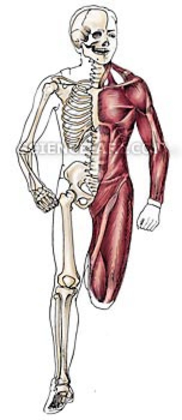 Human Anatomy - Skeleton and Muscles by Marjorie Leggitt