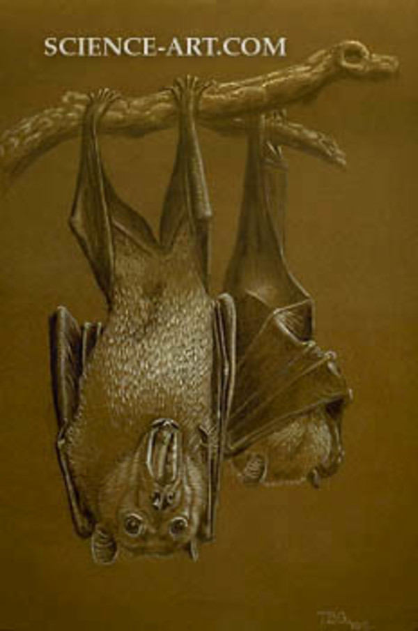 Flying Fox by Theophilus Britt Griswold
