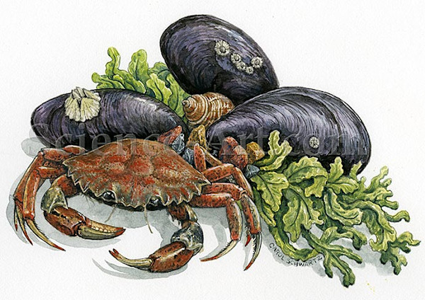 Maine Shells and Crab by Carol Schwartz