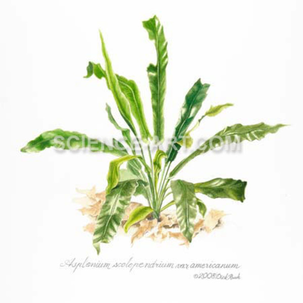 endangered fern Asplenium scolopendrium var. by Richard Rauh