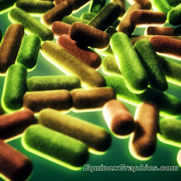Bacteria by Dr Jon Heras