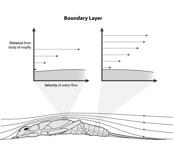 Boundary Layer over Mayfly Invertebrate by Kelly Finan