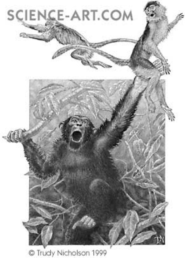 Chimpanzee Catching Red Colobus Monkey by Trudy Nicholson