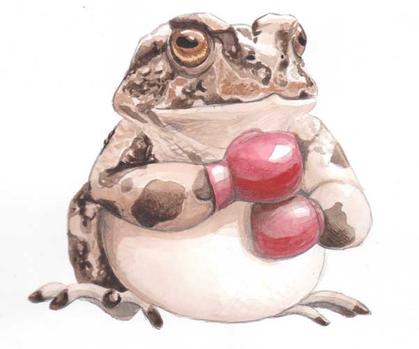Fighting for Survival (Yosemite toad) by Kelly Finan