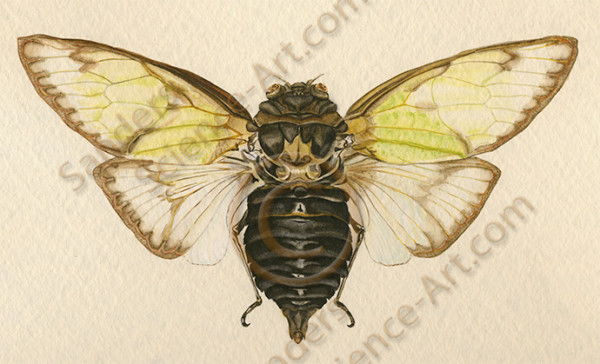 Cicada by Chris Sanders