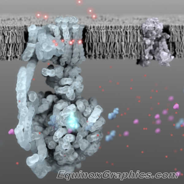 ATP by Dr Jon Heras