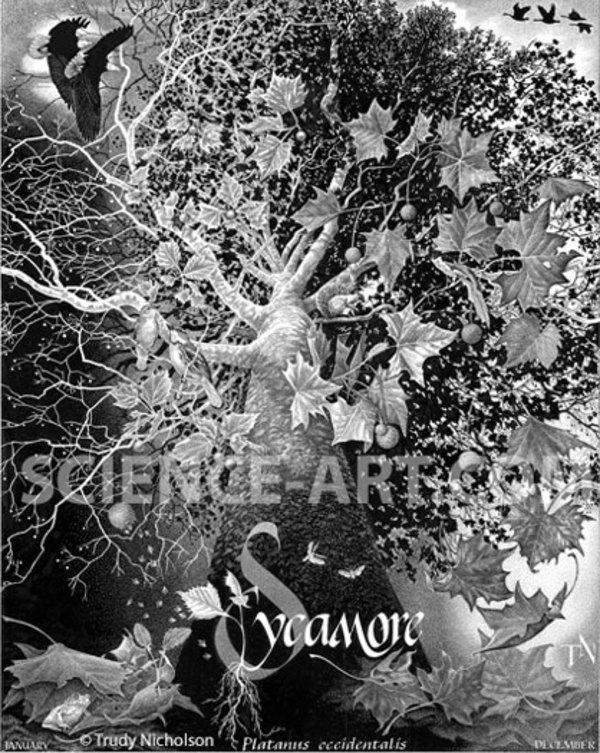 Sycamore Tree by Trudy Nicholson