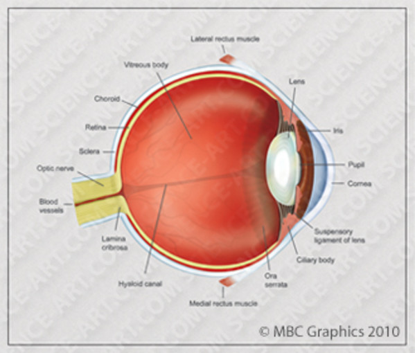 Anatomy of the Human Eye by Erica Beade