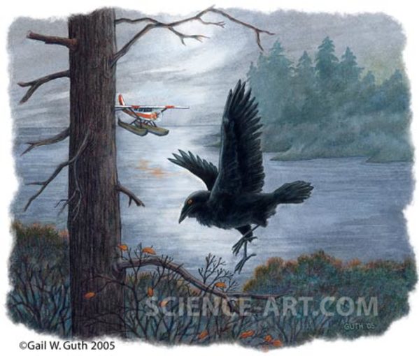 Raven by Gail Guth