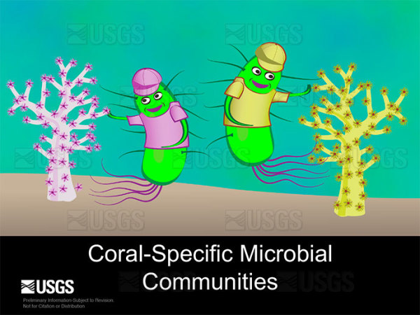 Coral-specific microbial communities by Betsy Boynton