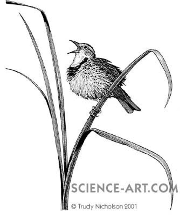 Western Meadowlark (Sturnella neglecta) by Trudy Nicholson