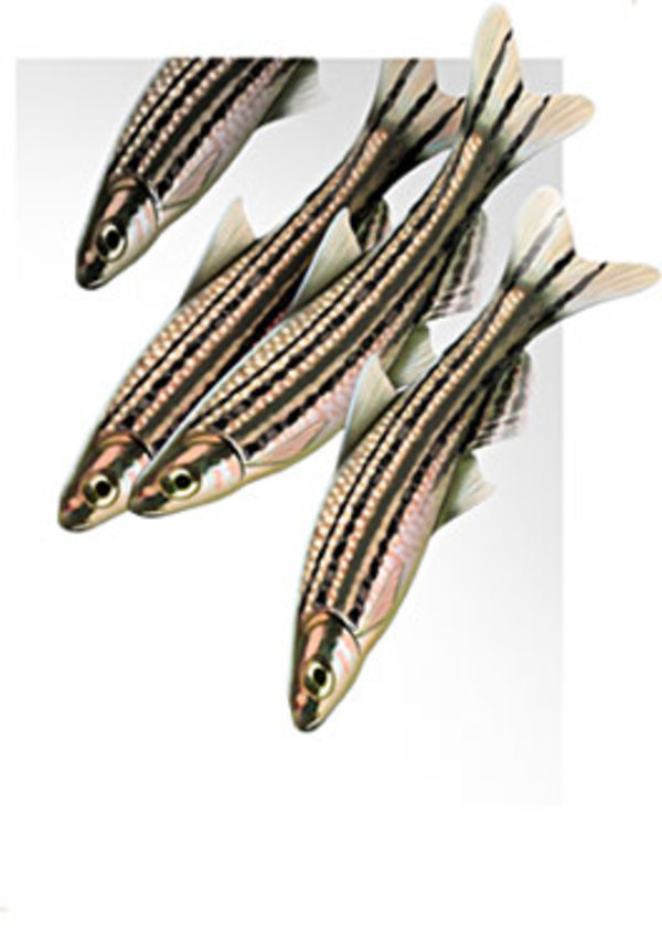 Zebrafish by Jennifer Fairman, CMI, FAMI