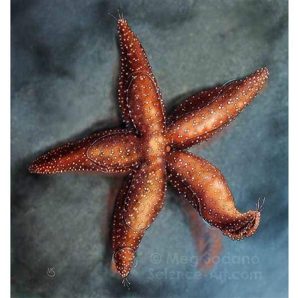 Sea Star in a Tidepool by Meg Sodano