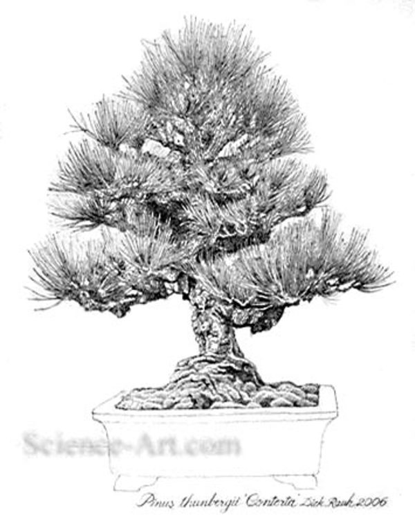 Pinus thunbergii Bonsai by Richard Rauh