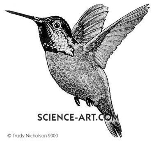 Anna's Hummingbird by Trudy Nicholson