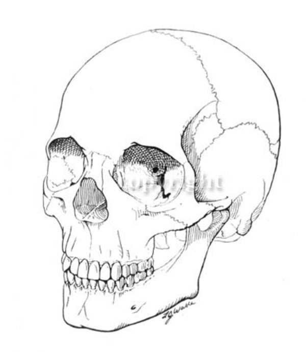 Skull 3 by Lisa Wable