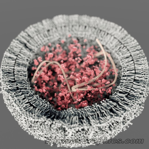 RNA cell by Dr Jon Heras