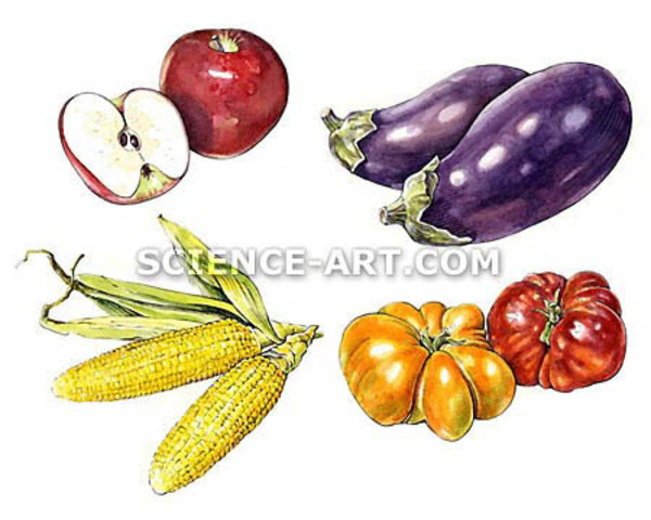 Fruit and Vegetables: Ritz-Carlton menu 1 by Marjorie Leggitt