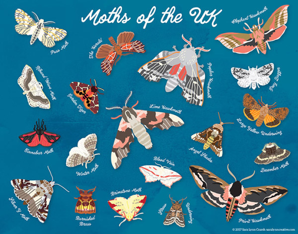 Moths of the UK by Sara Cramb