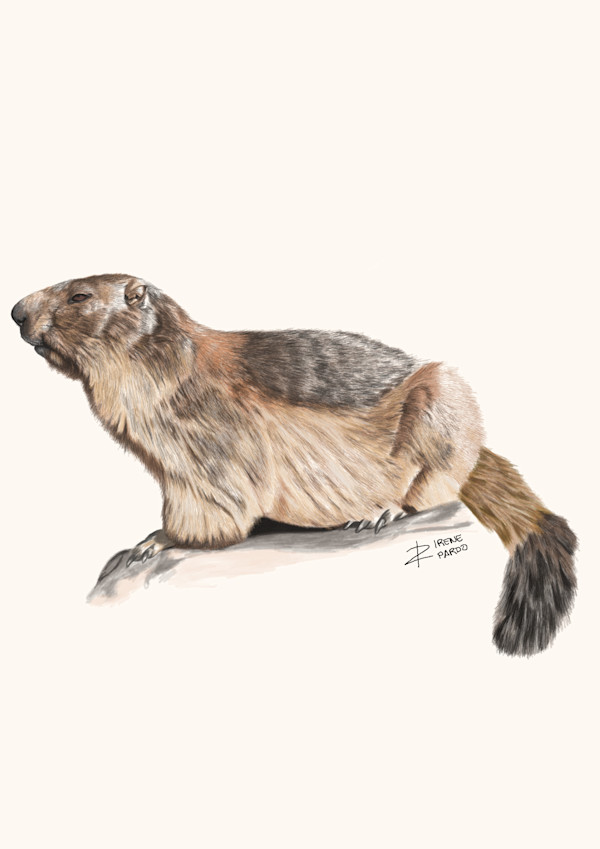 Scientific illustration of the alpine marmot by Irene Pardo, Image 1.