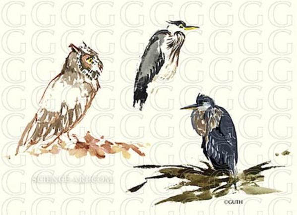 Bird Studies by Gail Guth