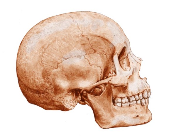 Sepia Human skull lateral view by Mesa Schumacher