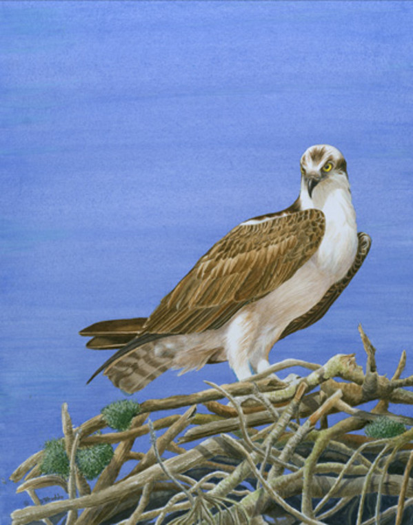 Osprey / Pandion haliaetus by Dorie Petrochko
